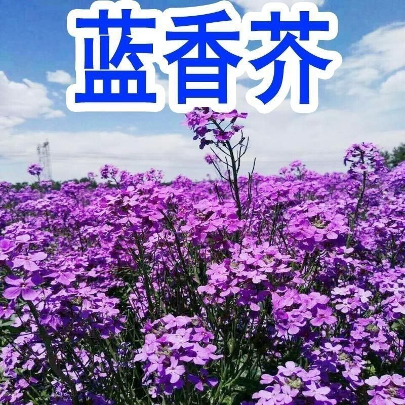 多年生花子喜阴花卉植物蓝香芥种子四季速生花种籽户外花草花