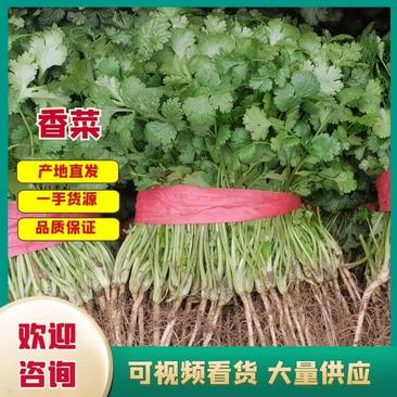 河南滑县精品大叶香菜，大量供应，产地直发欢迎咨询