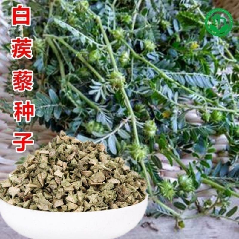 出售药材种子蒺藜种子白蒺藜名茨旁通屈人三角刺种籽