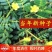 出售药材种子蒺藜种子白蒺藜名茨旁通屈人三角刺种籽