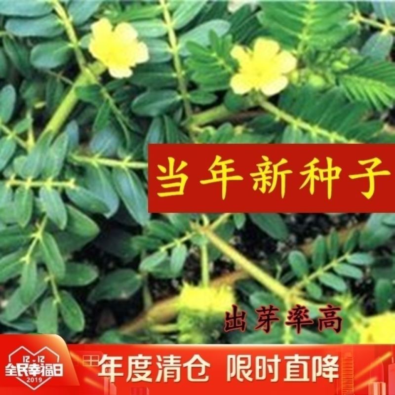 出售药材种子蒺藜种子白蒺藜名茨旁通屈人三角刺种籽