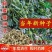 出售药材种子蒺藜种子白蒺藜名茨旁通屈人三角刺种籽