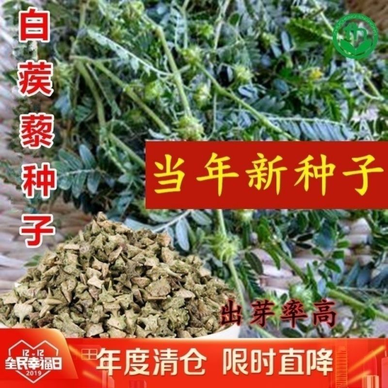 出售药材种子蒺藜种子白蒺藜名茨旁通屈人三角刺种籽