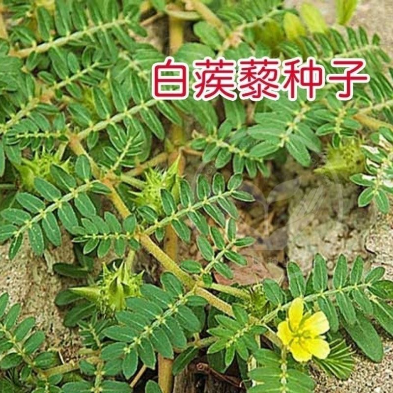 出售药材种子蒺藜种子白蒺藜名茨旁通屈人三角刺种籽