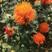 特级红花种子中药材网红花种籽新疆刺红花种孑春四季种植产量