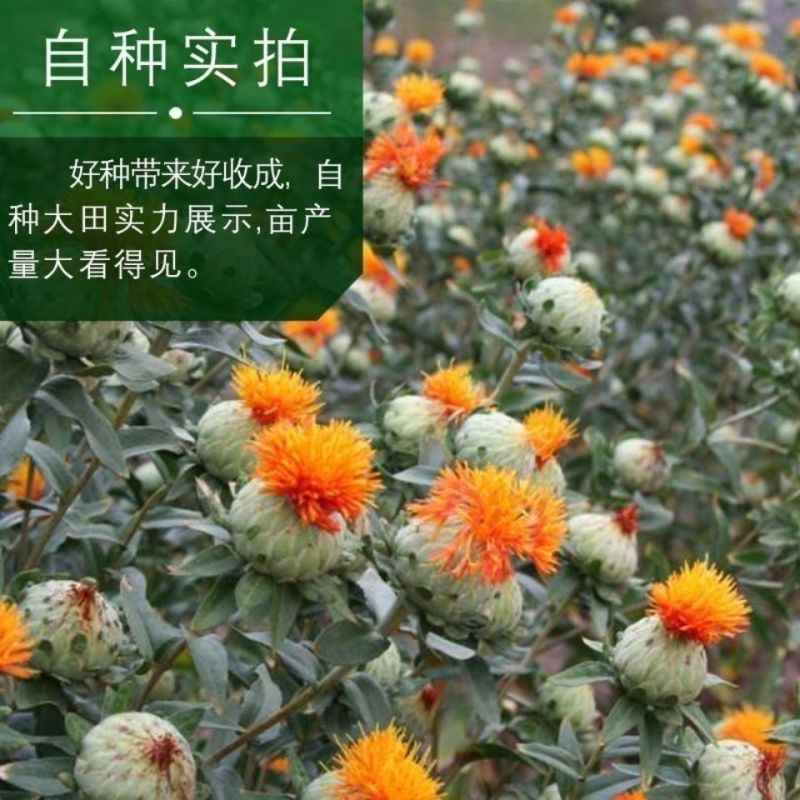 特级红花种子中药材网红花种籽新疆刺红花种孑春四季种植产量