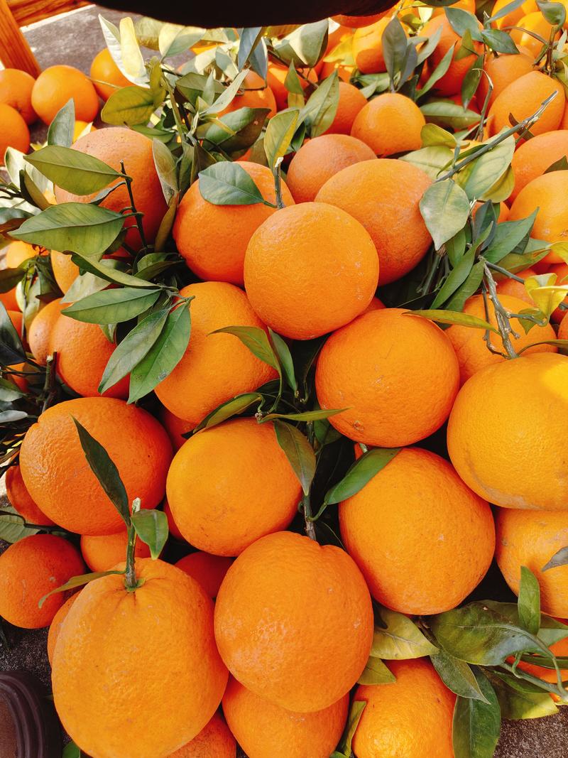 【优选推荐】秭归脐橙，果大皮薄，口感甜果面干净，保质保量