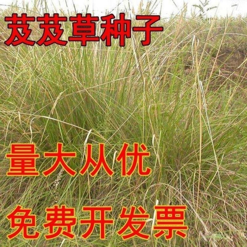 芨芨草种子芨芨草优质牧草种子水草绿化种子耐旱防风固沙量大