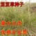 芨芨草种子芨芨草优质牧草种子水草绿化种子耐旱防风固沙量大