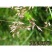 芨芨草种子芨芨草优质牧草种子水草绿化种子耐旱防风固沙量大