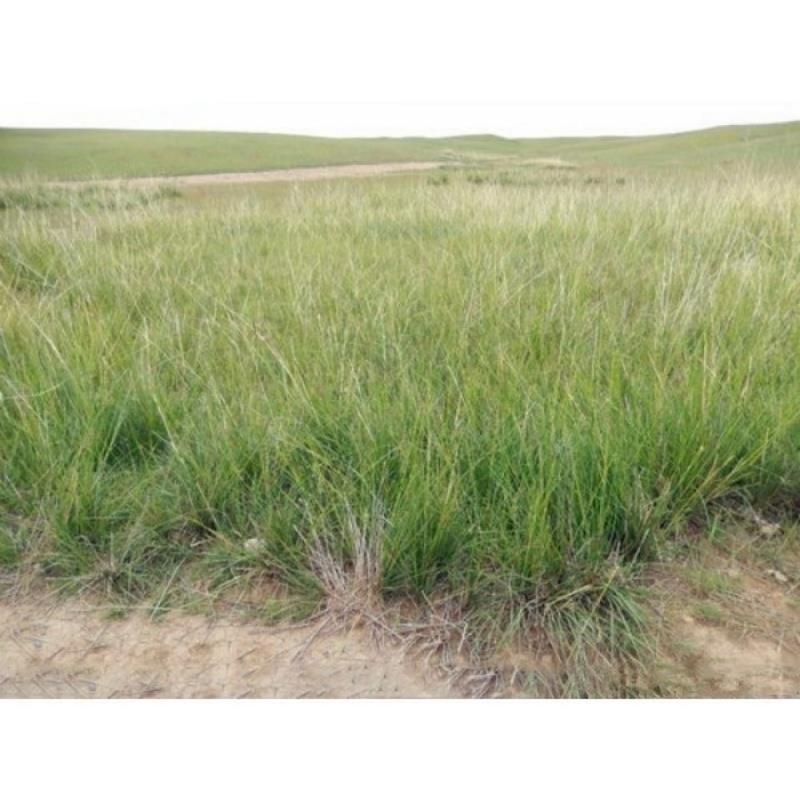 芨芨草种子芨芨草优质牧草种子水草绿化种子耐旱防风固沙量大