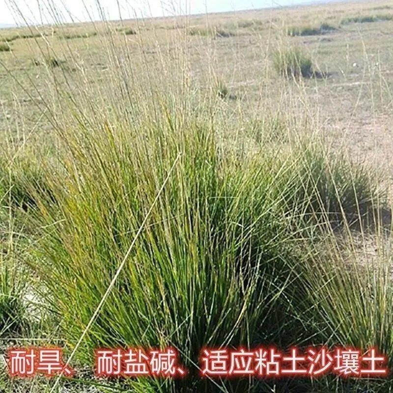 芨芨草种子芨芨草优质牧草种子水草绿化种子耐旱防风固沙量大