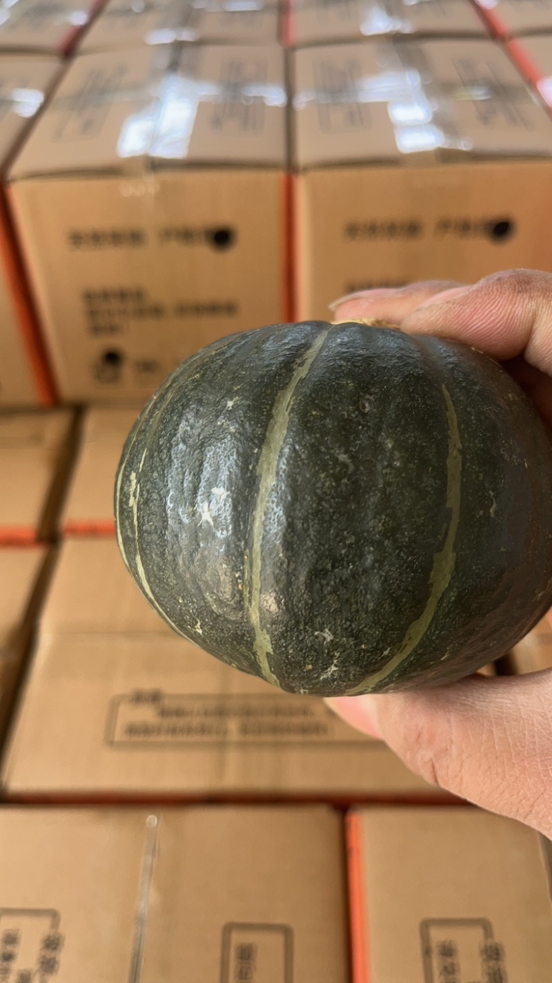 陕西贝贝小南瓜全年品有货，可供应电商，市场，商超