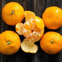 砂糖橘甜橘子薄皮橘子场地直供对接商超市场批发商等…