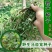 野生马齿苋种子农家大田四季播种蚂蚱菜阳台盆栽食用春秋野菜