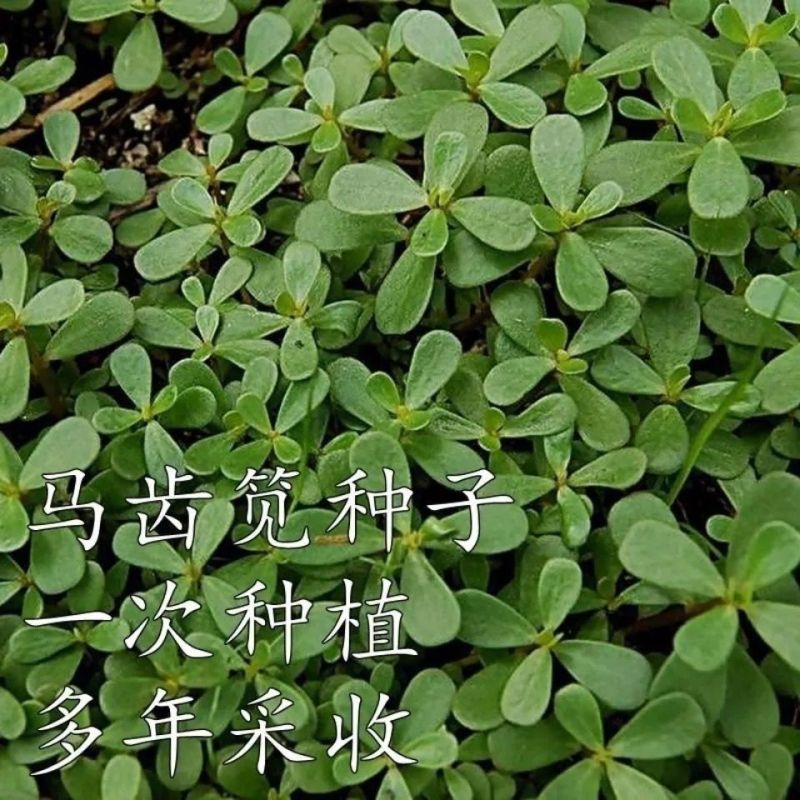 野生马齿苋种子农家大田四季播种蚂蚱菜阳台盆栽食用春秋野菜