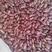 紫花芸豆红花红豆白豆杂粮。大量供应。
