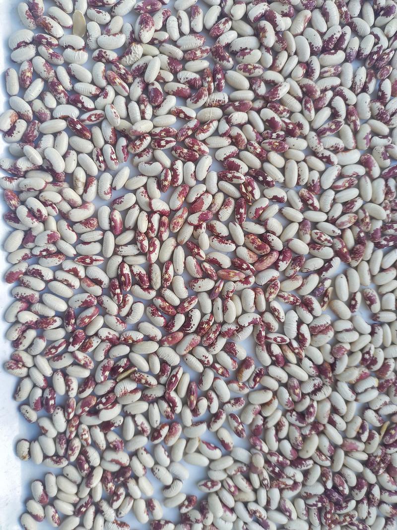 紫花芸豆红花红豆白豆杂粮。大量供应。