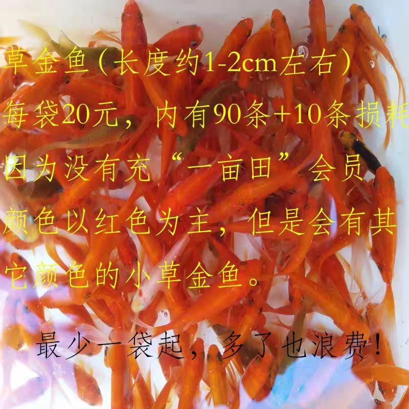红色（或杂色）的草金鱼（每袋90条，1-2cm大小）