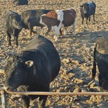【肉牛王】吉林白城基地代收育肥牛散养牛量大从优可视频电联
