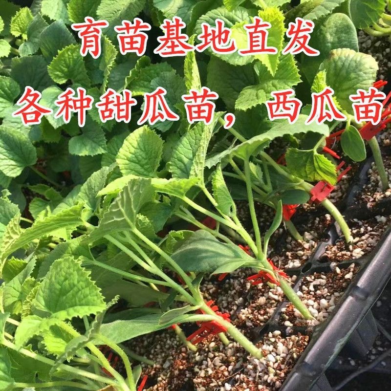 网文瓜苗寿光直发品质保证包成活率
