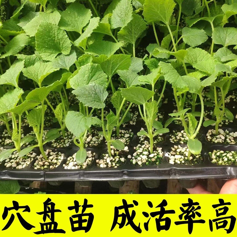 网文瓜苗寿光直发品质保证包成活率