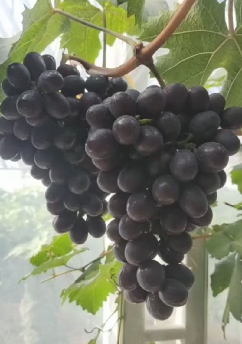 阳光玫瑰葡萄苗现挖现发苗包成活
