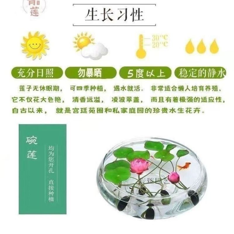 水培植物碗莲种子四季室内种植迷你碗莲种子新种子质量好