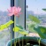 水培植物碗莲种子四季室内种植迷你碗莲种子新种子质量好