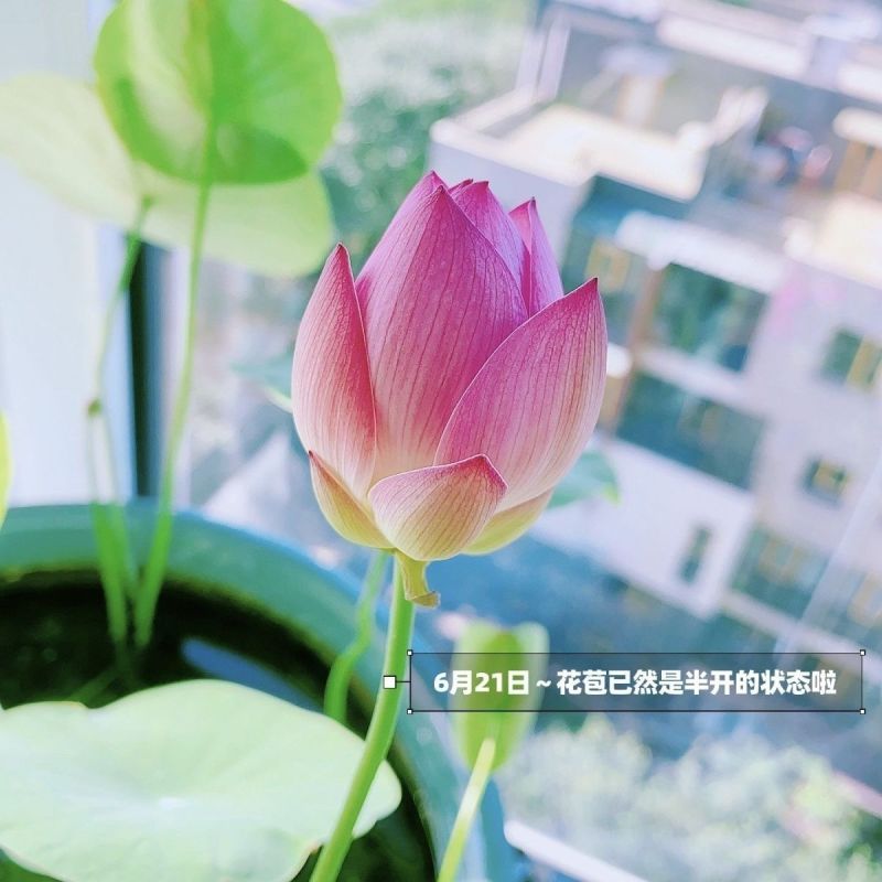 水培植物碗莲种子四季室内种植迷你碗莲种子新种子质量好