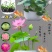 开口碗莲种子四季播种水培盆栽绿植水生花卉绿