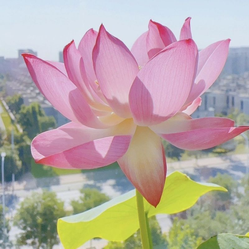 开口碗莲种子四季播种水培盆栽绿植水生花卉绿