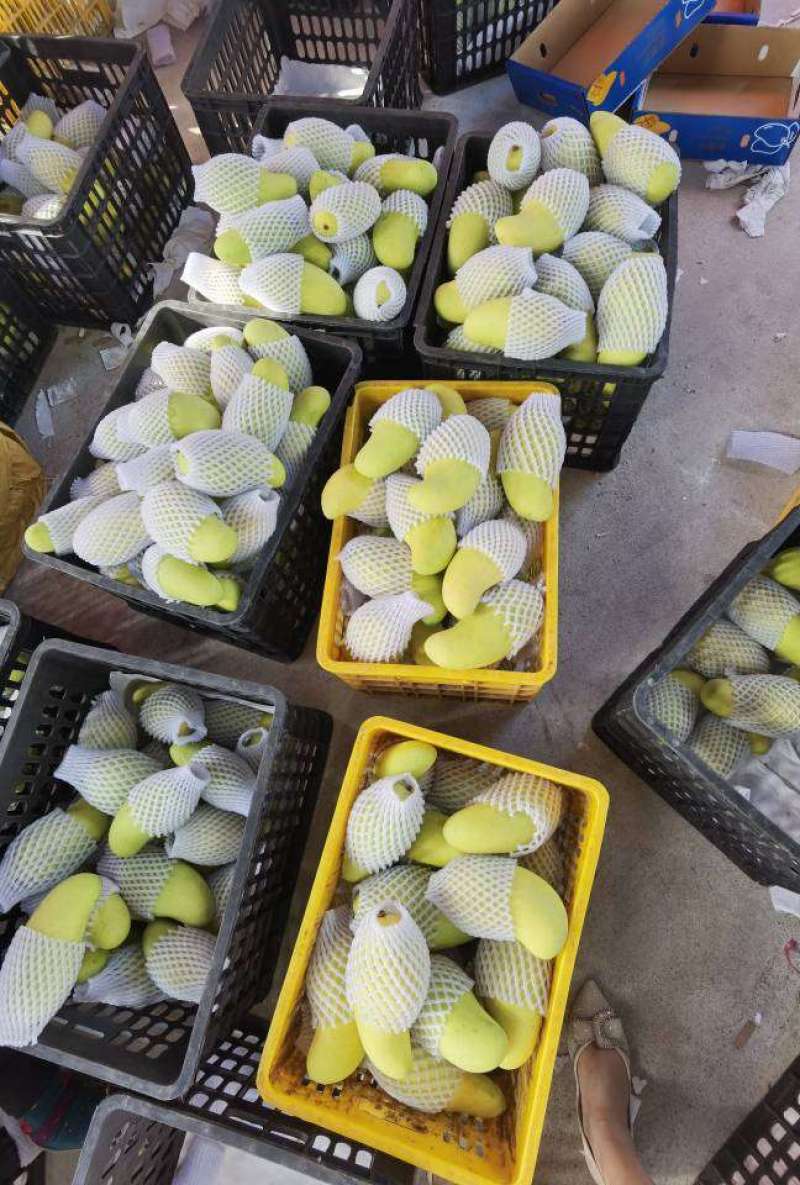 【整件60斤包邮】广西百色水仙芒金煌芒甜品店果切专用