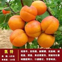 热卖凯特杏苗早熟杏树苗易成活好管理提供种植技术量大优惠