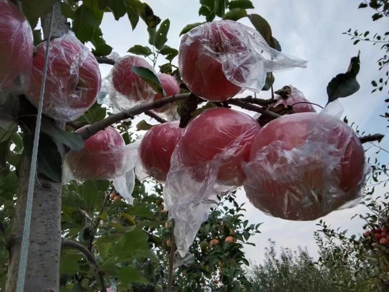 精品山西万荣纸袋新红星苹果个大颜色两脆甜多汁果园现摘现发