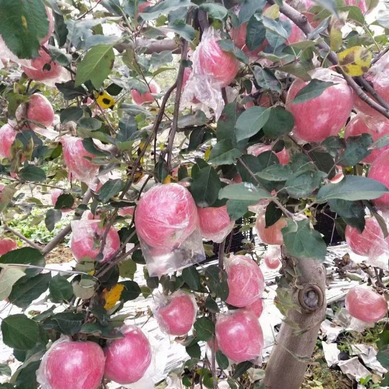 精品山西万荣纸袋新红星苹果个大颜色两脆甜多汁果园现摘现发