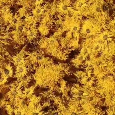 滁州，金丝皇菊