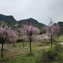 垂枝樱花，瀑布樱，丝樱，樱花树苗，早樱