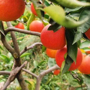 四川特罗科血橙基地一手货源支持全国代发欢迎实地查看