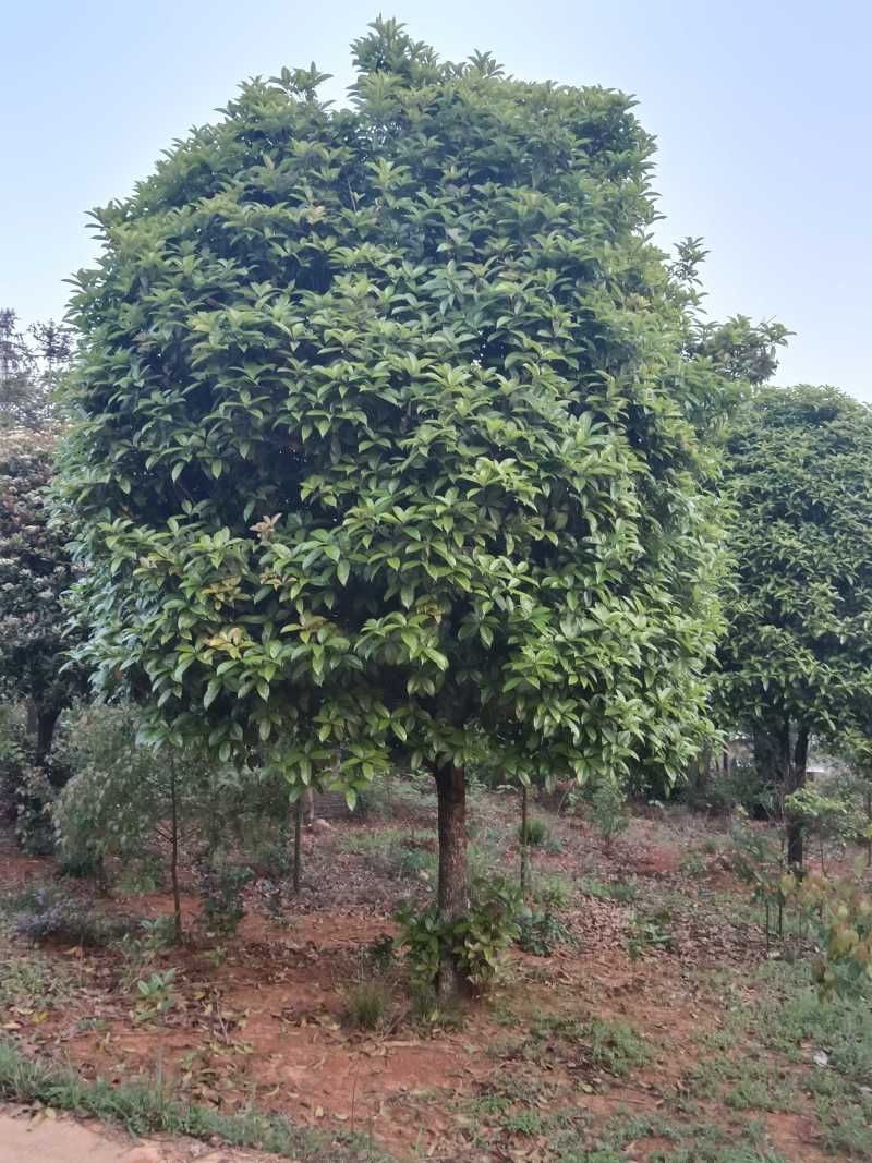 大量供应15-30公分自然冠桂花