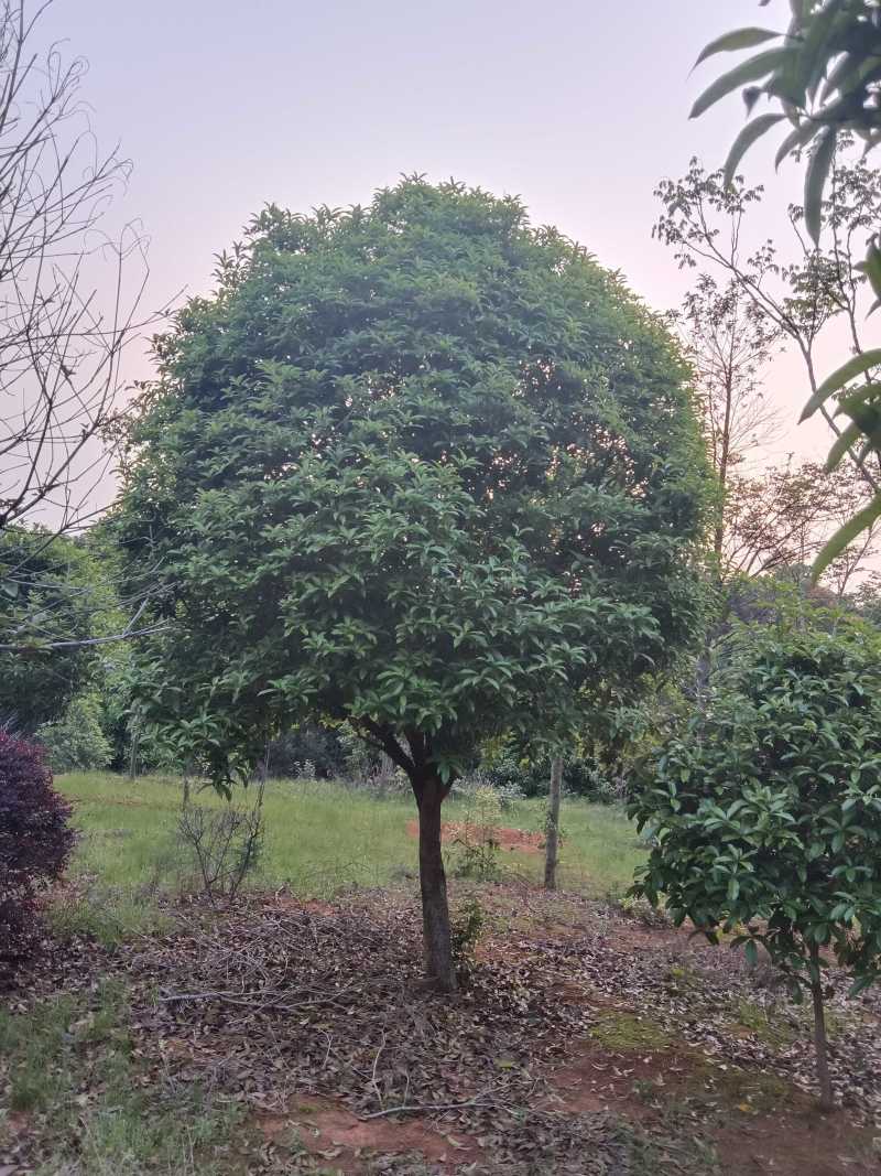 大量供应15-30公分自然冠桂花