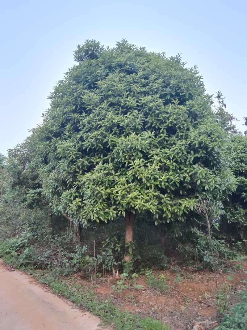 大量供应15-30公分自然冠桂花