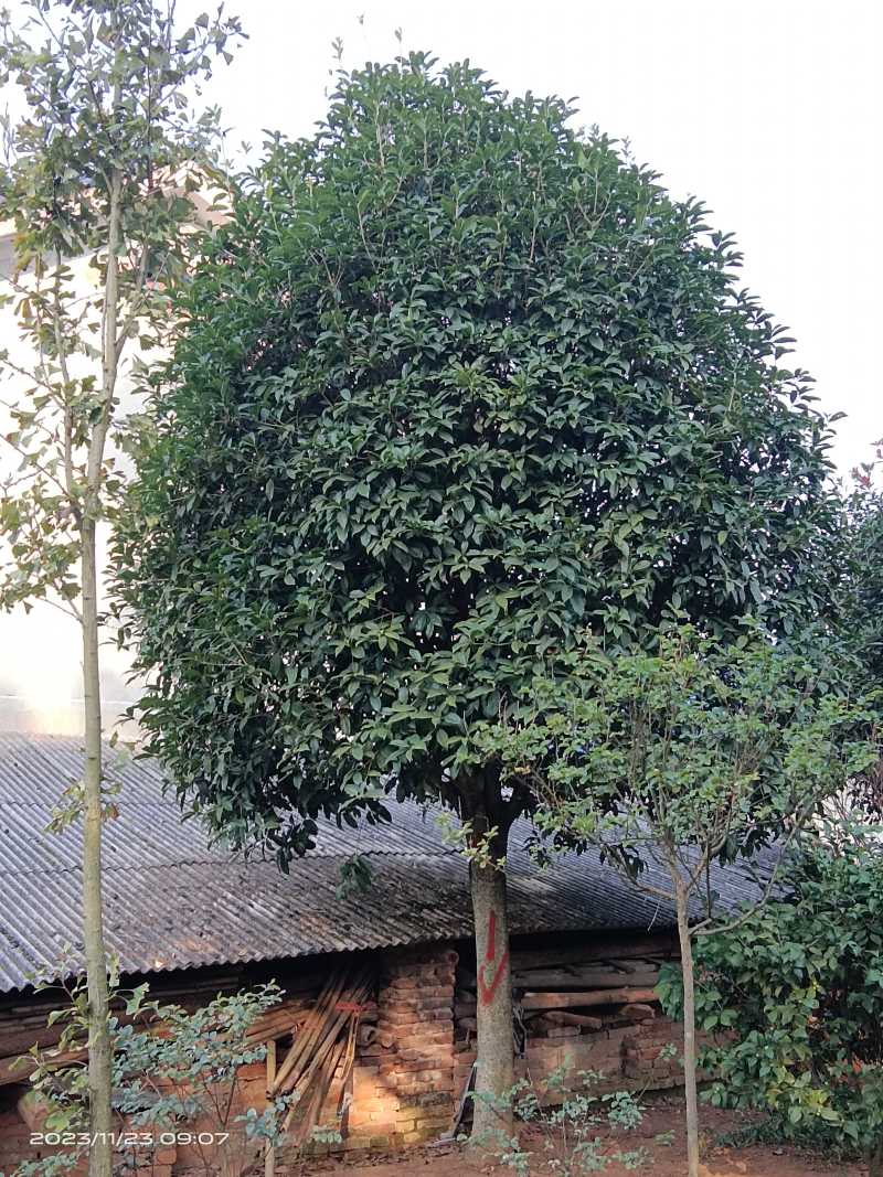 大量供应15-30公分自然冠桂花