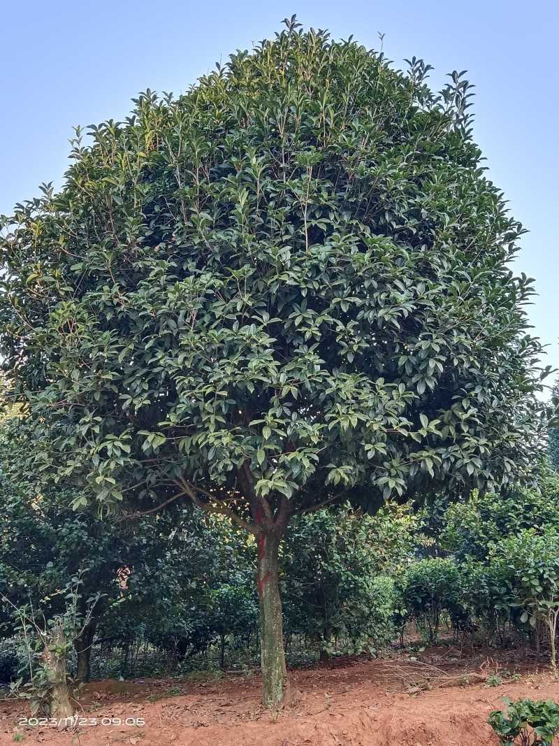 大量供应15-30公分自然冠桂花