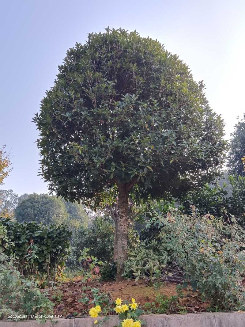 大量供应15-30公分自然冠桂花