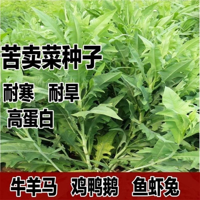 高产苦卖菜种子养鹅牧草草籽鱼猪鸡鸭鹅苦麻菜苦麦菜苦买菜苦