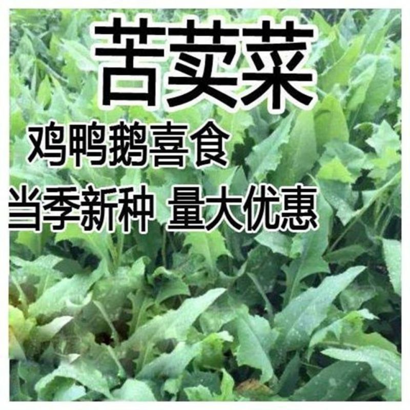 高产苦卖菜种子养鹅牧草草籽鱼猪鸡鸭鹅苦麻菜苦麦菜苦买菜苦