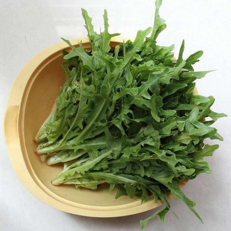 高产苦卖菜种子养鹅牧草草籽鱼猪鸡鸭鹅苦麻菜苦麦菜苦买菜苦