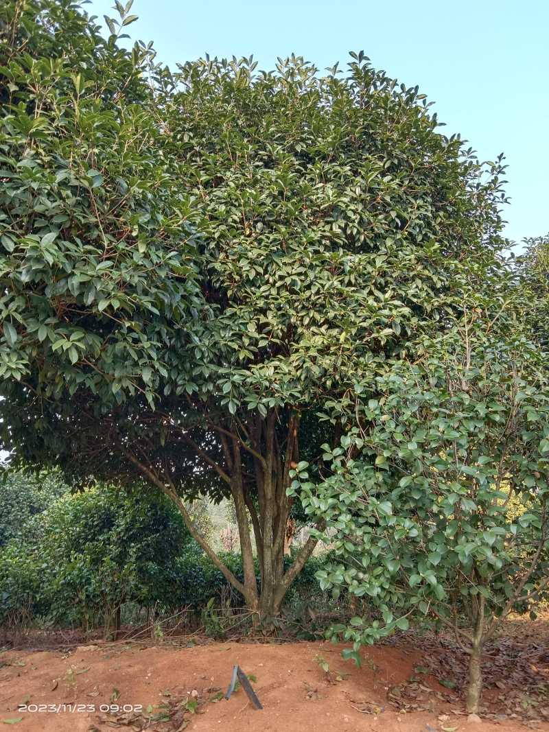 300-500cm冠丛生桂花