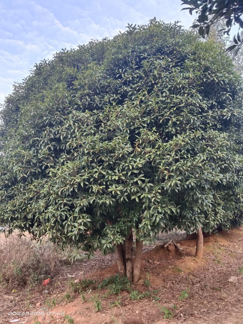 300-500cm冠丛生桂花